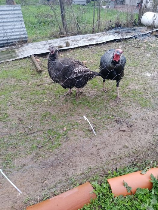 Perus adultos (casal)