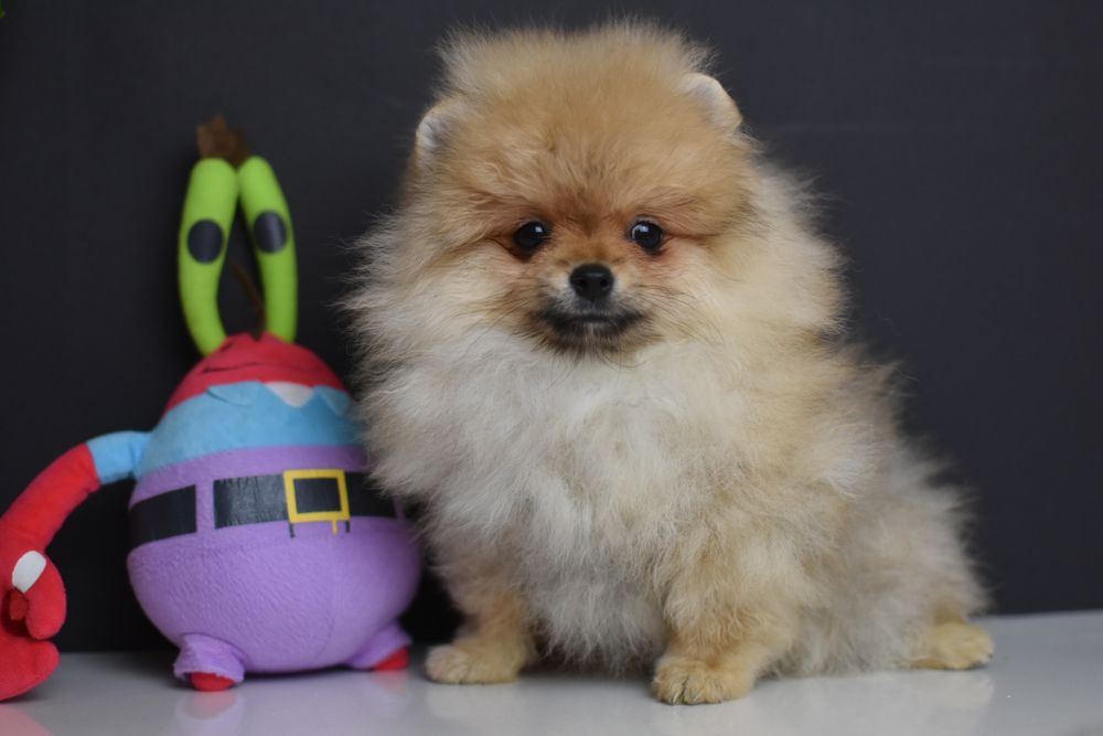 Гарні хлопчики померанчики шпиці