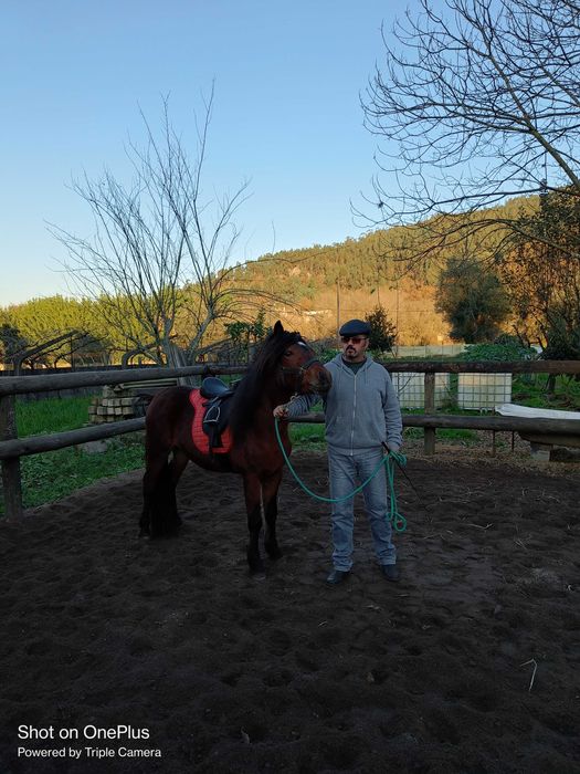 Cavalo garrano puro com livro azul e 3 anos feitos já com algum ensino