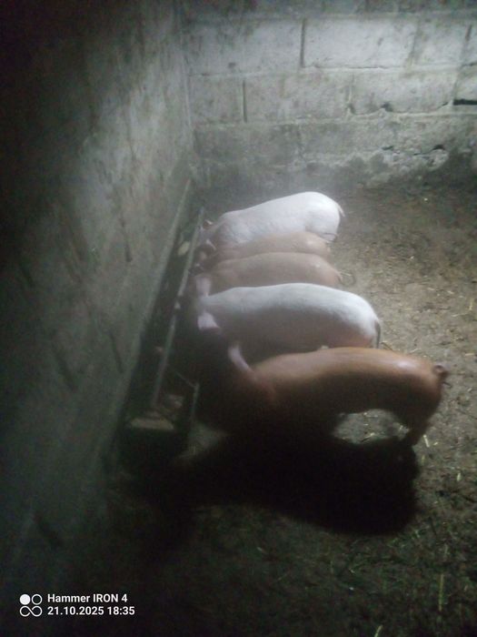 Leitões raça Pietran com duroc