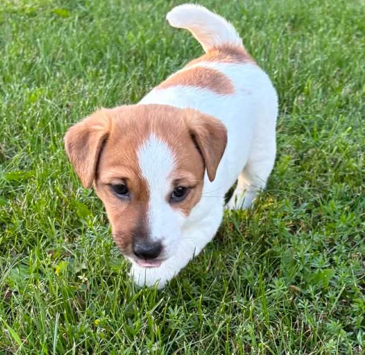 Jack Russell Terrier-przepiękna suczka Hera
