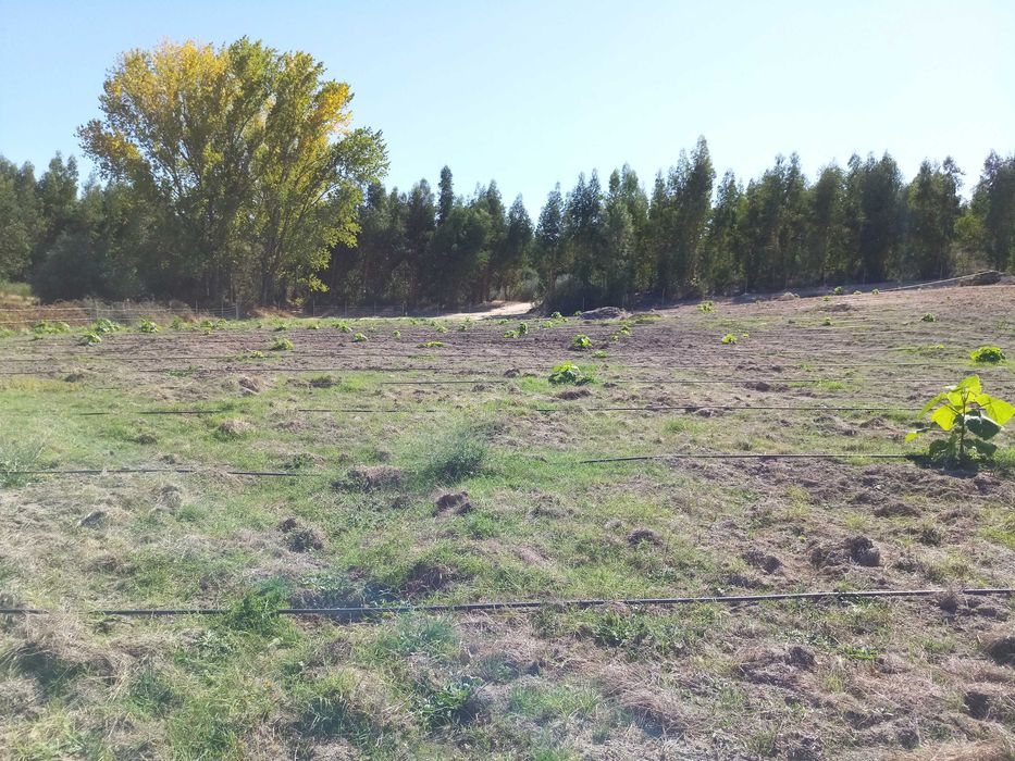 Terreno de 1,3 Ha com Ribeiro e Viabilidade de Construção