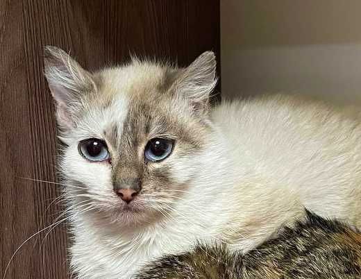 Блакитноока красуня-кішечка Еліс шукає дім (1 рік). Стерил. Кошка