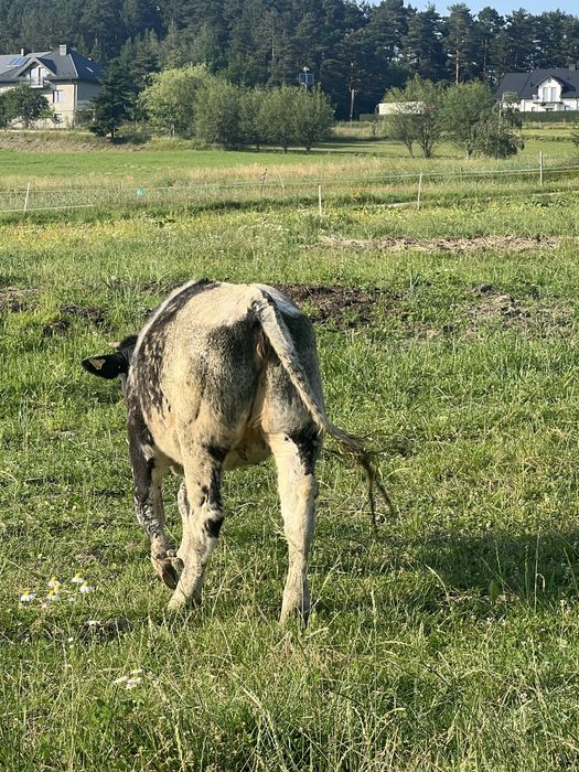 Jałówka Belgian Blue