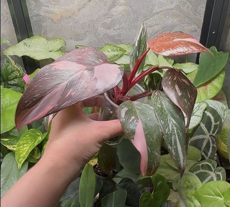 Philodendron Pink princess marble
