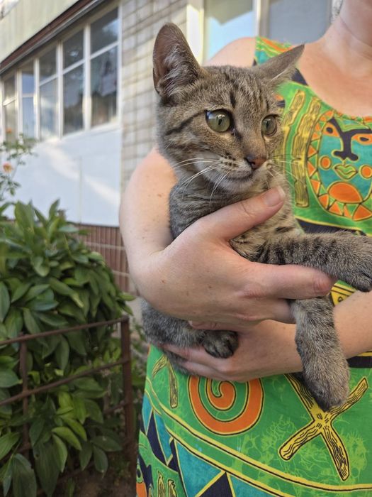 котеня в добрі руки