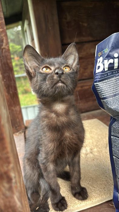 Kociaki do adopcji
