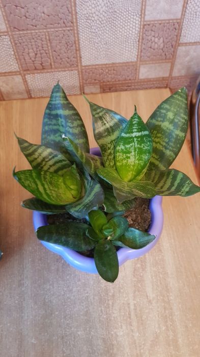 Сансевиерия с горшком 3 в 1