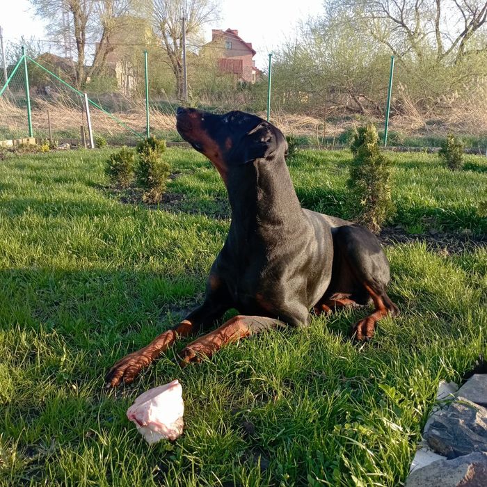 Кобеля добермана для в'язки