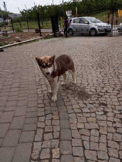 Szczeniak Rasy Syberian Husky z rodowodem.