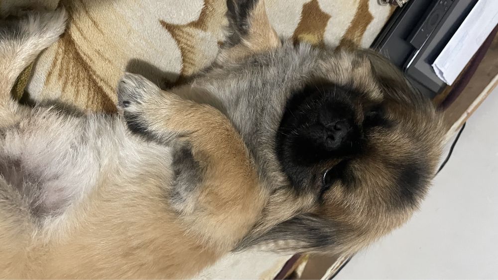 В'язка!!! Хлопчик Міша шукае дівчинку для стосунків. Пікінес 4 роки.