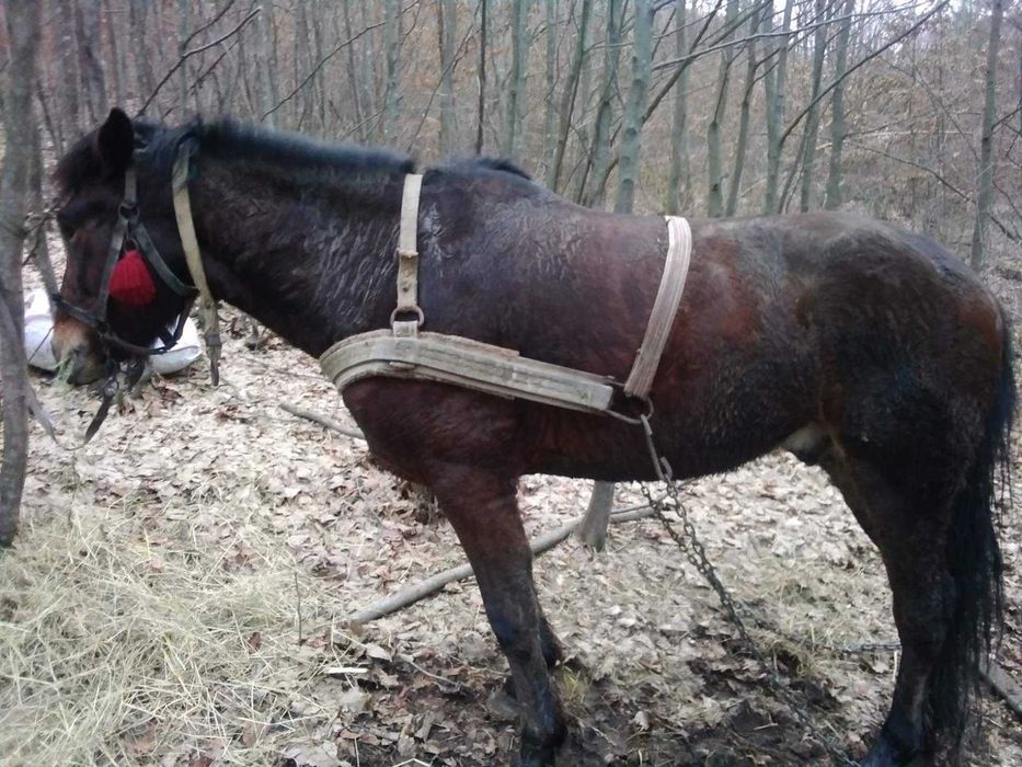 Продам коня в хороші руки