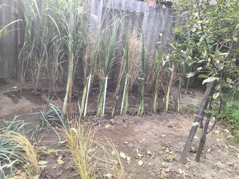 Кортадерия белая