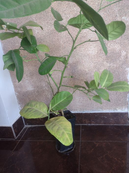 Продам лимон київський