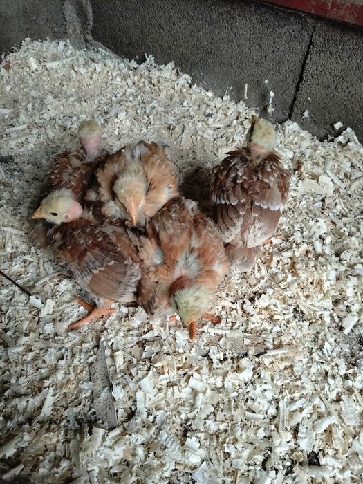 Pintos machos ou fêmeas