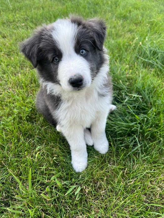 Border Collie blue&white niebieski piesek