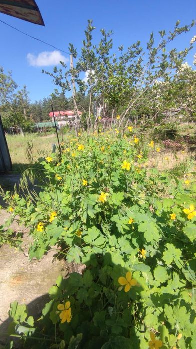 Продам земельный участок с адресом с/о Лесная поляна