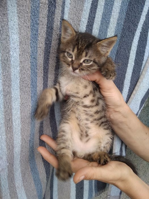 Рафик,1,6 месяцев в добрые руки!