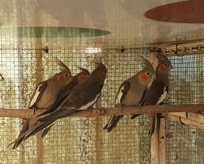 Caturras com documentação