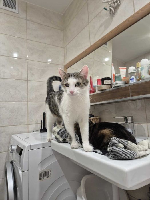 Marcel: Mistrz mruczenia i zawodowy przytulasek szuka domu!