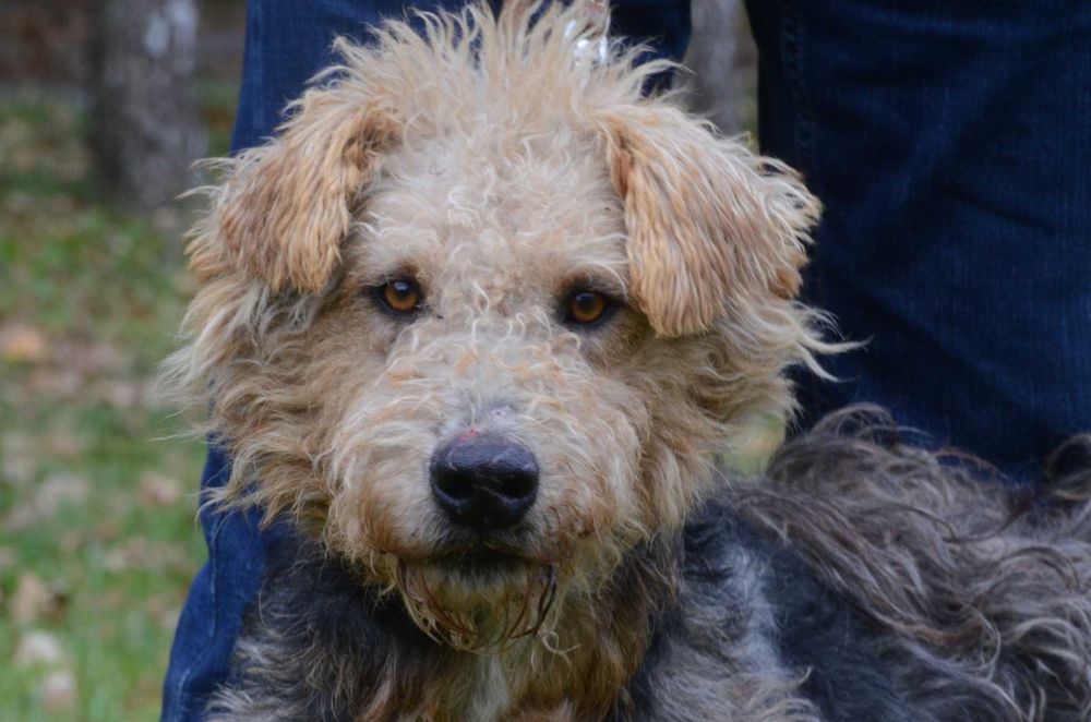 Matiz - do adopcji