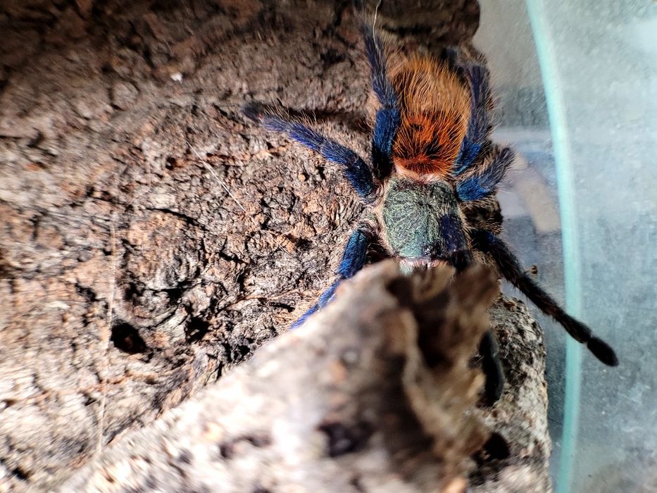 Samica 5DC Chromatopelma cyaneopunescens z terrarium