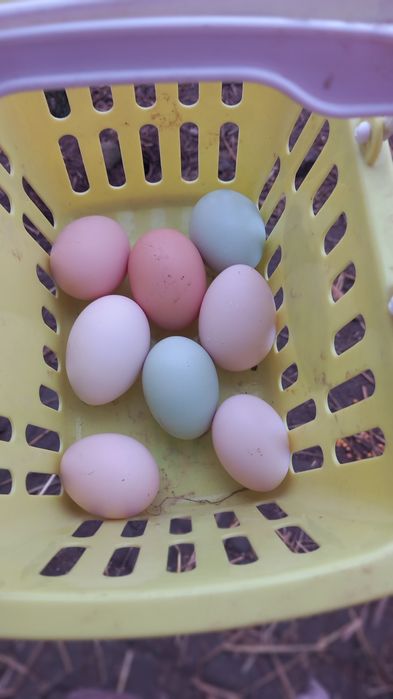 Jajka lęgowe mix