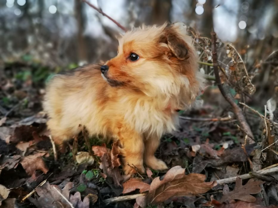 Groszka -  cudny szczeniaczek szuka domu