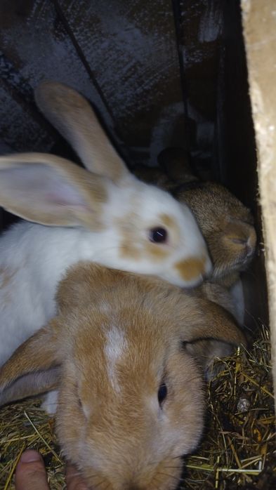 Продам за1 000 гривен