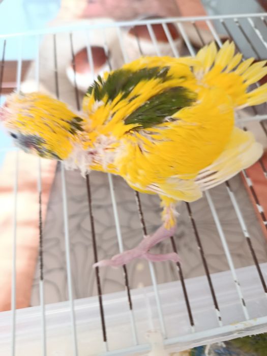 Cedem se agapornis e caturras domesticados
