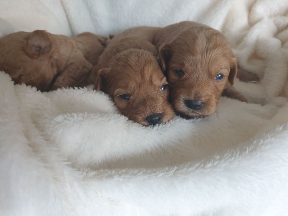 Mini goldendoodle ,  cudowne maluchy , szczeniak