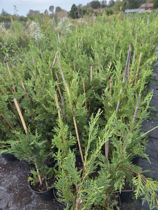 Cupressocyparis leylandii,  Cyprysowiec  Leylanda