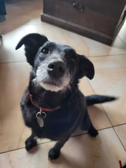 Magda - średnia sunia do adopcji