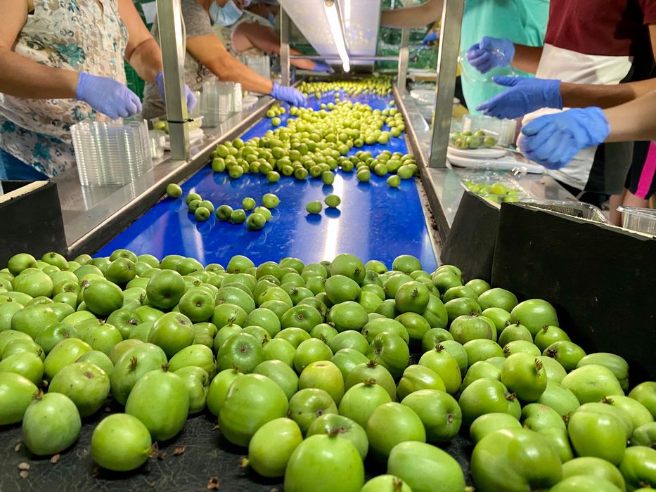 Tapetes de Escolha de Fruta