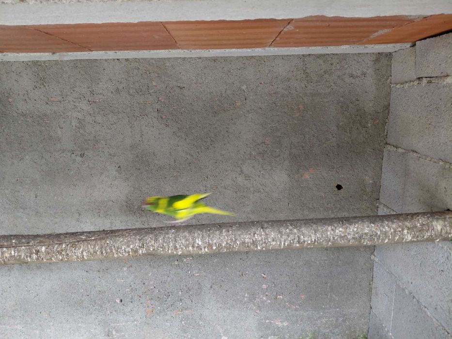 Rikneques para criar á mao