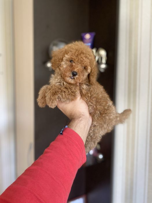 Мальтіпу(мальтипу) цуценятка милі і гарні