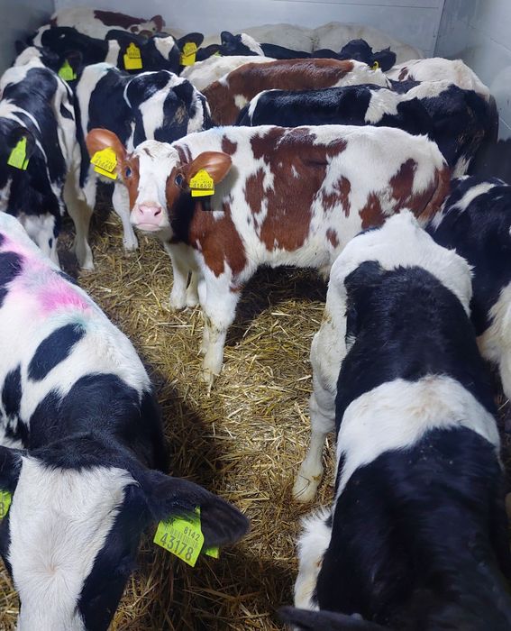 Byczki cielęta mięsne