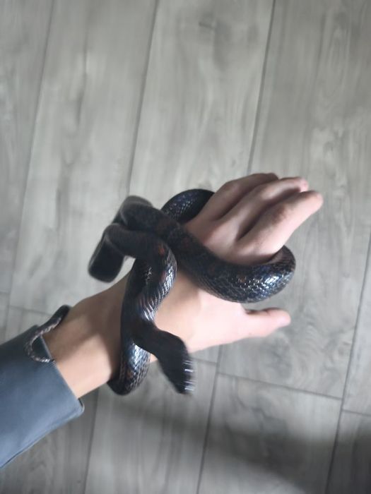 Lampropeltis mexicana