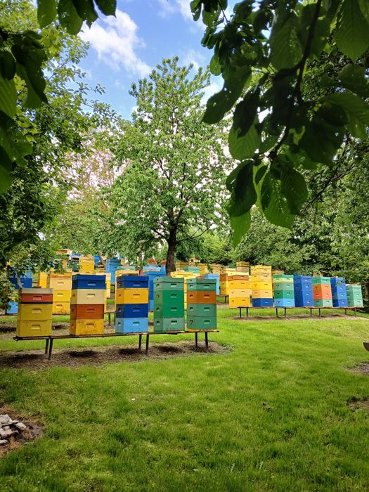 Sprzedam miód z własnej pasieki