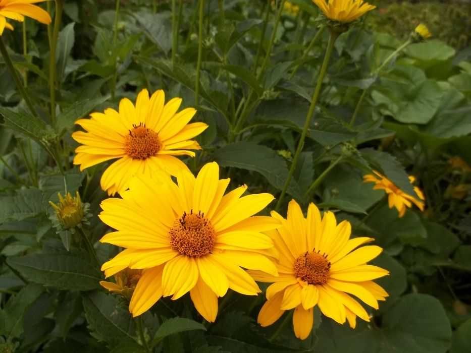 nadwyzki z ogrodka od 0,20