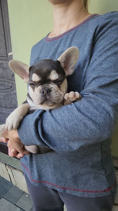 Buldog francuski. Piesek