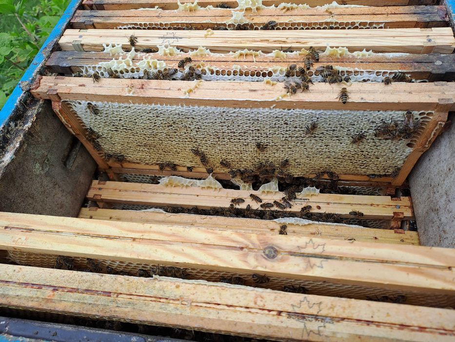 Miód wielokwiatowy z gospodarstwa pasiecznego  z 2024 r.