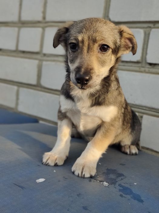 Дівчинка -4 місяці