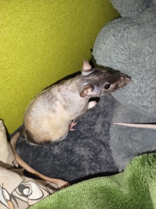 Щури декоративні ручні криси домашні гризуни