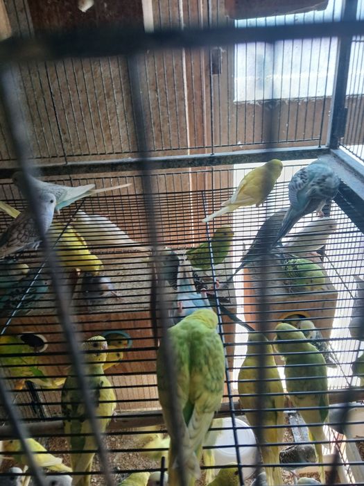 Vendo 6 Piriquitos por 50 euros