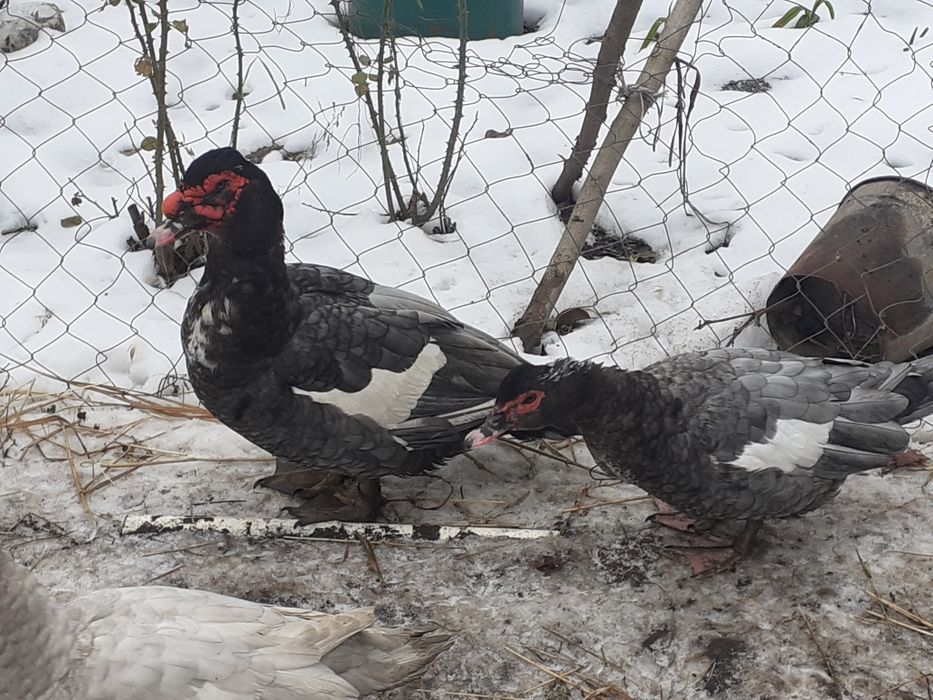 Мускусна качка продам