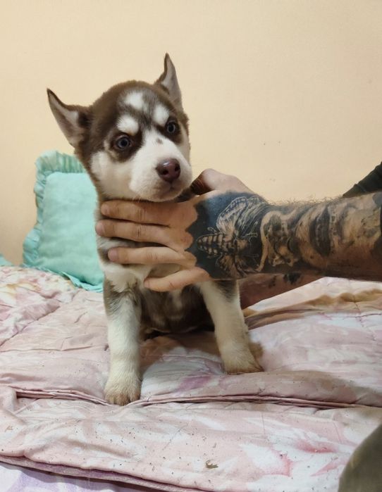 Дівчинка - красуня..