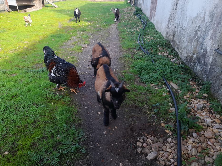 Vendo Bode Micro Anão