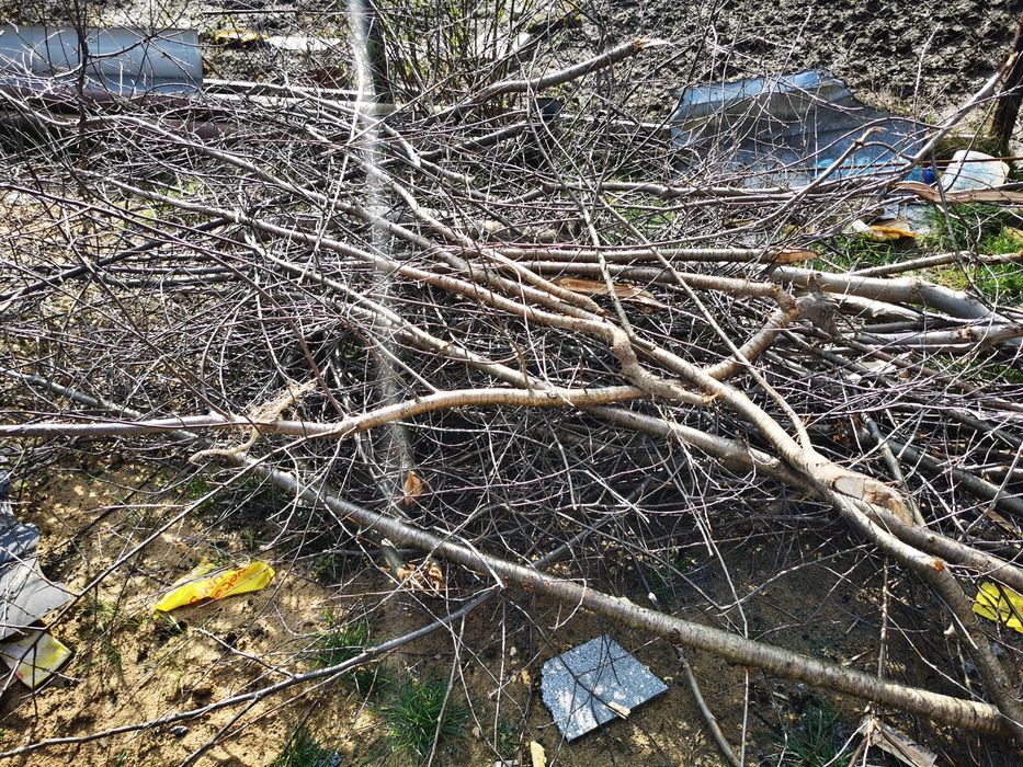 Drewno wiśnia do wędzenia wiśniowe Ostrowiec Św.