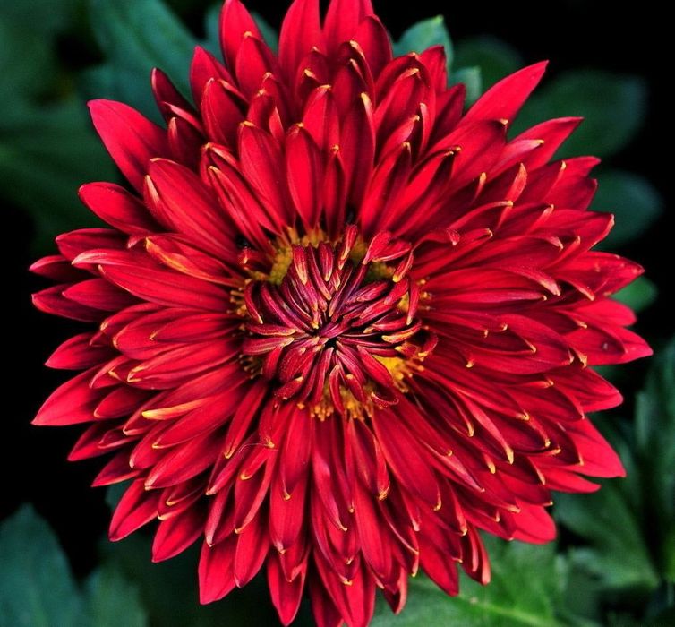 Хризантема садова. Маточники. Терміново